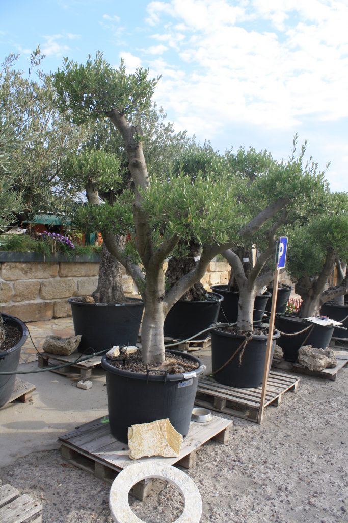 Olivenbaum Formschnitt mediterrane Bäume und Pflanzen Naturstein Centrum LPM Krostitz bei Leipzig