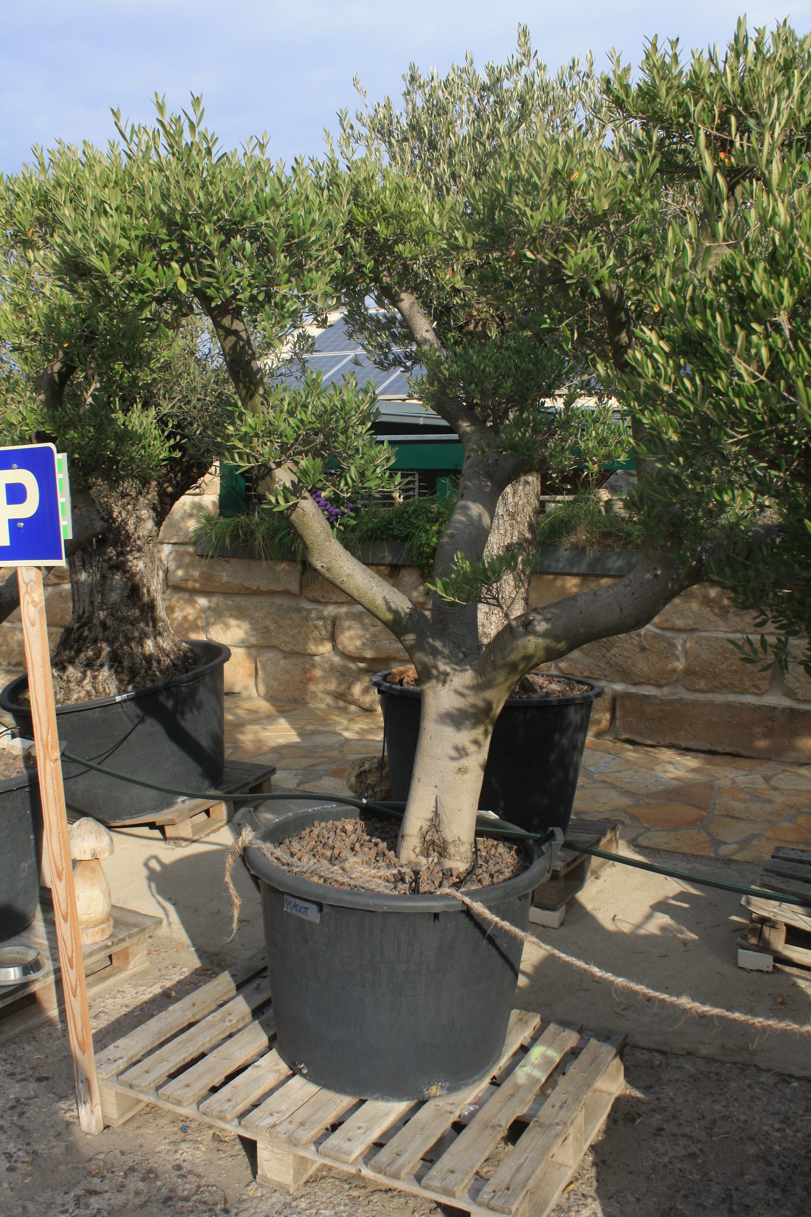 Olivenbaum-Formschnitt-P010-OT - Naturstein Centrum LPM