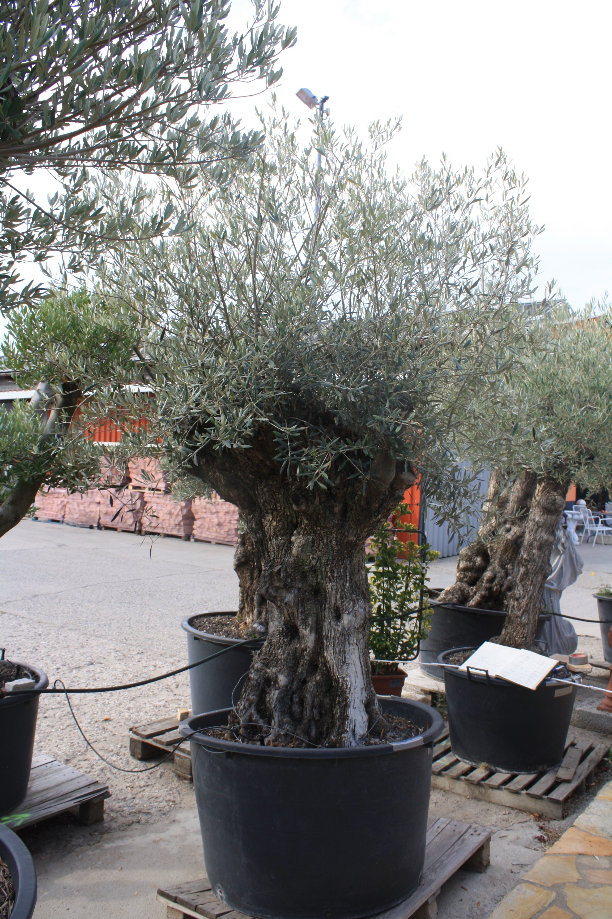 olivenbaum-P018-OT - Naturstein Centrum LPM